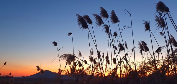 순천만의  1월 풍경