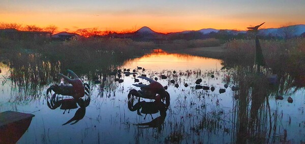 순천만의  1월 풍경