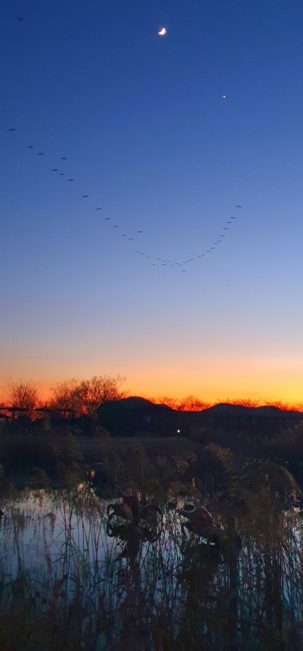 순천만의  1월 풍경