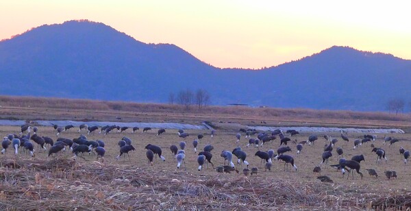 순천만의  1월 풍경