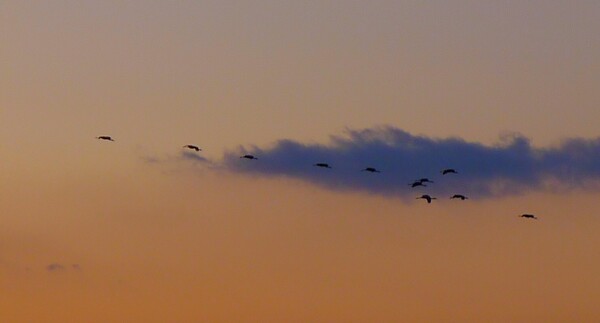 순천만의  1월 풍경
