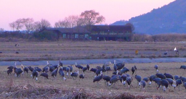 순천만의  1월 풍경