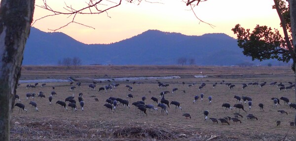 순천만의  1월 풍경