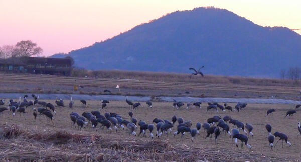 순천만의  1월 풍경