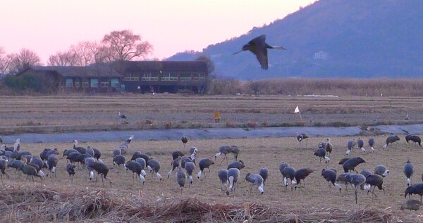 순천만의  1월 풍경