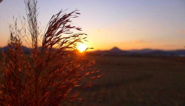 순천만의  1월 풍경