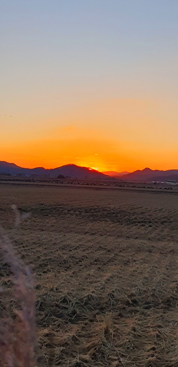 순천만의 1월 풍경