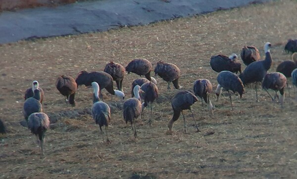 순천만의 1월 풍경