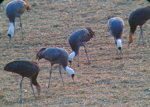 순천만의 1월 풍경