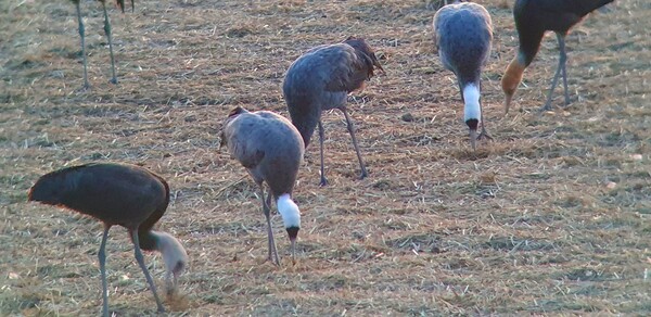 순천만의 1월 풍경