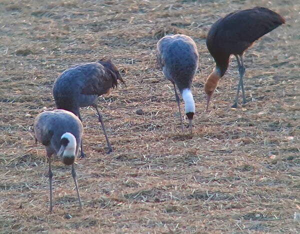 순천만의 1월 풍경