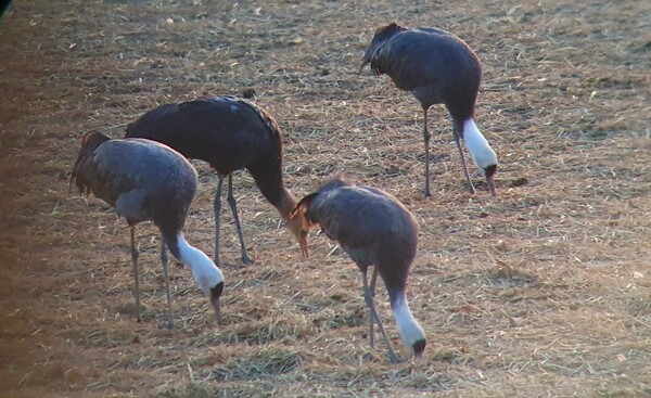 순천만의 1월 풍경