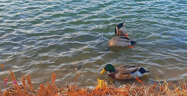 청원 이상호 선생의 동네 한바퀴 순천만국가정원의 겨울 풍경