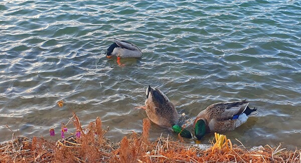 청원 이상호 선생의 동네 한바퀴 순천만국가정원의 겨울 풍경