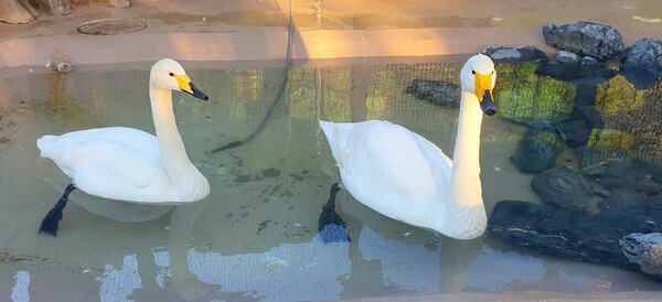 청원 이상호 선생의 동네 한바퀴 순천만국가정원의 겨울 풍경