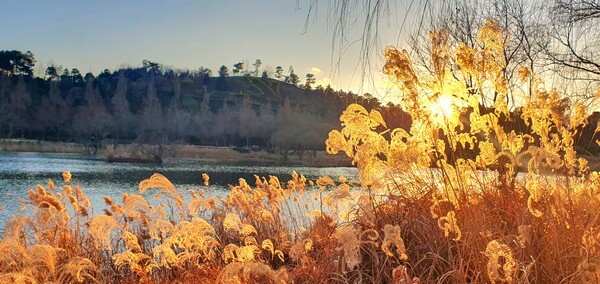 청원 이상호 선생의 동네 한바퀴 순천만국가정원의 겨울 풍경