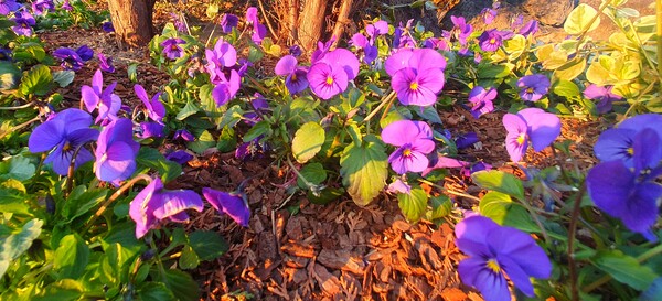 청원 이상호 선생의 동네 한바퀴 순천만국가정원의 겨울 풍경