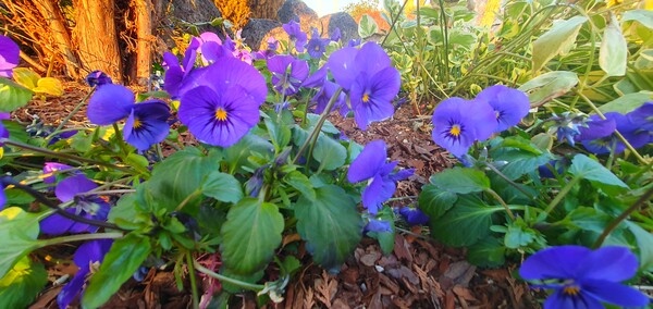 청원 이상호 선생의 동네 한바퀴 순천만국가정원의 겨울 풍경