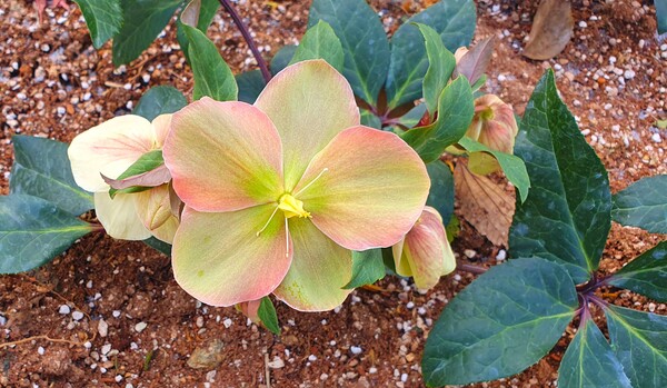 순천만 국가정원의 겨울풍경