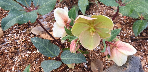 순천만 국가정원의 겨울풍경