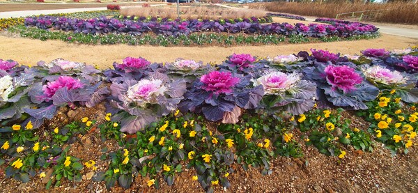 순천만 국가정원의 겨울풍경