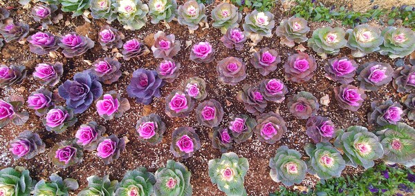 순천만 국가정원의 겨울풍경