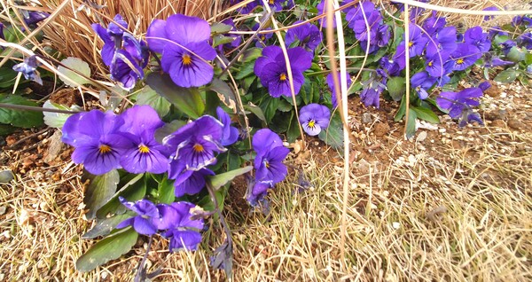 순천만 국가정원의 겨울풍경