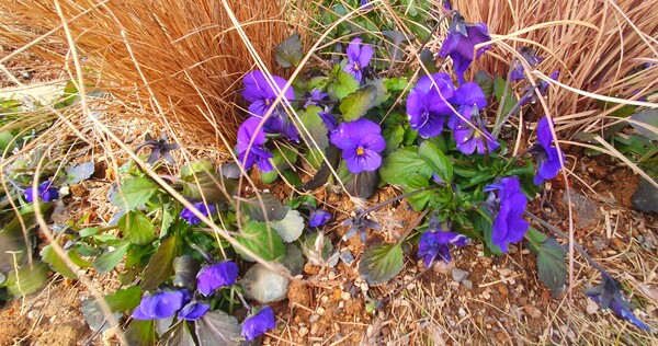 순천만 국가정원의 겨울풍경