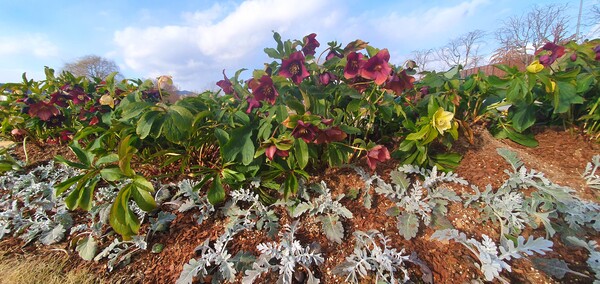 순천만 국가정원의 겨울풍경
