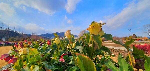 순천만 국가정원의 겨울풍경