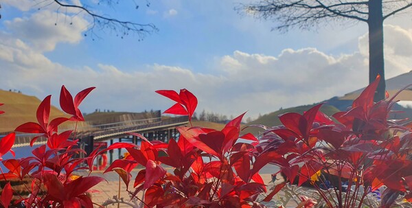 순천만국가정원의 겨울풍경