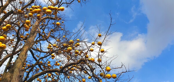 순천만국가정원의 겨울풍경