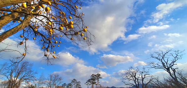 순천만국가정원의 겨울풍경