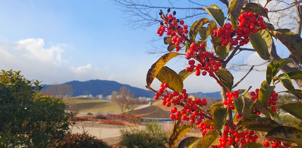 순천만국가정원의 겨울풍경