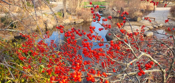 순천만국가정원의 겨울풍경