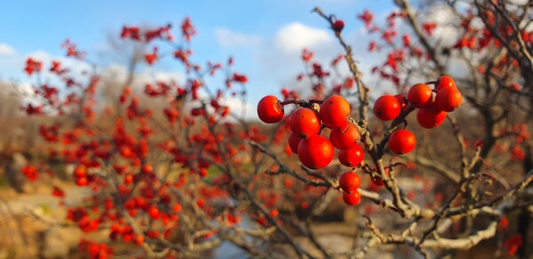 순천만국가정원의 겨울풍경