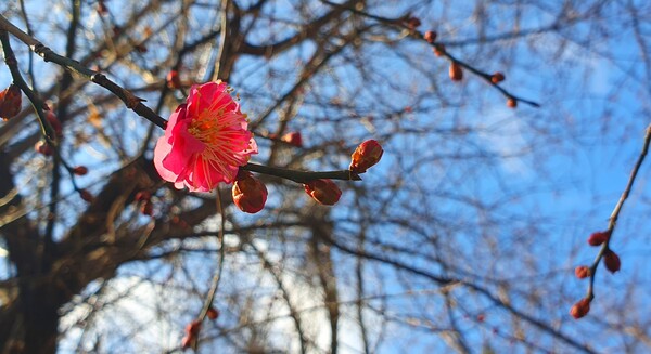 꽃샘 추위속에  찾아오는 봄 꽃들