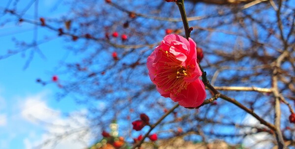 꽃샘 추위속에  찾아오는 봄 꽃들