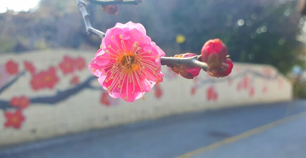 꽃샘 추위속에  찾아오는 봄 꽃들