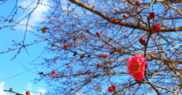 꽃샘 추위속에  찾아오는 봄 꽃들
