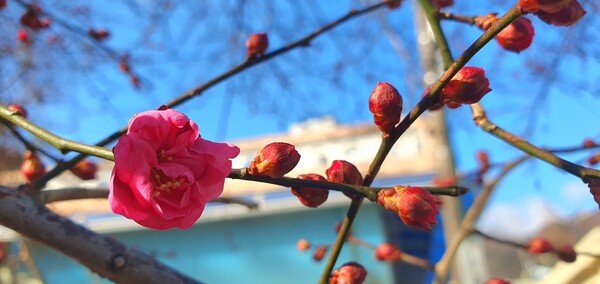 꽃샘 추위속에  찾아오는 봄 꽃들