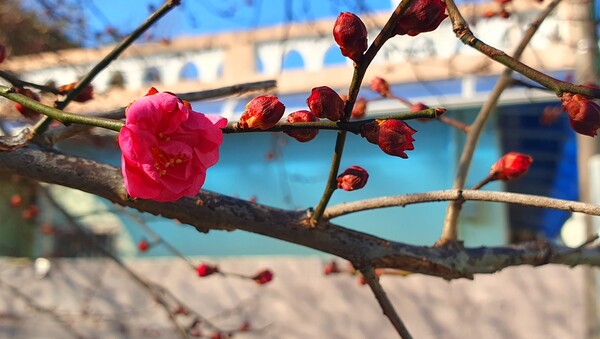 꽃샘 추위속에  찾아오는 봄 꽃들