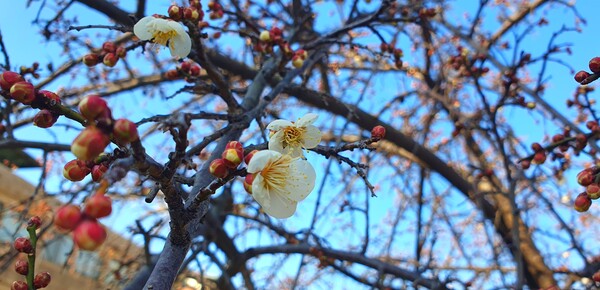 꽃샘 추위속에  찾아오는 봄 꽃들