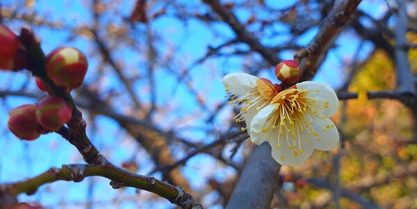 꽃샘 추위속에  찾아오는 봄 꽃들