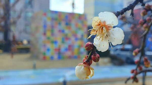 꽃샘 추위속에  찾아오는 봄 꽃들