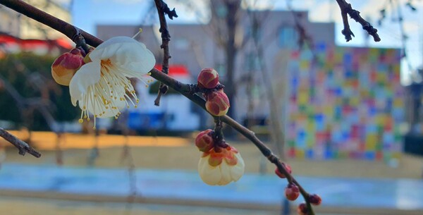 꽃샘 추위속에  찾아오는 봄 꽃들