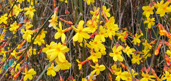 꽃샘 추위속에서도 찾아오는 봄 꽃들