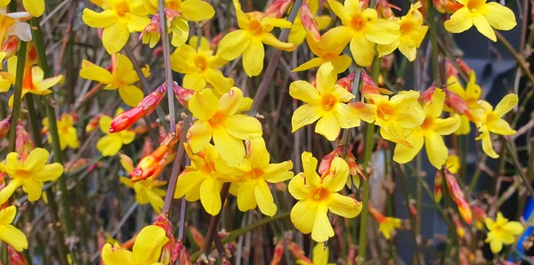 꽃샘 추위속에서도 찾아오는 봄 꽃들