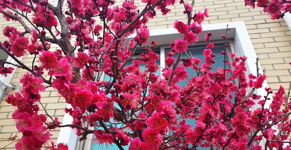 꽃샘 추위속에서도 찾아오는 봄 꽃들