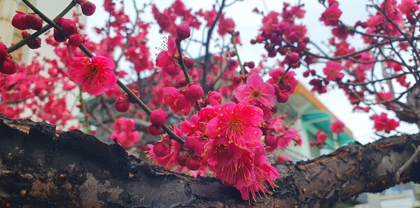 꽃샘 추위속에서도 찾아오는 봄 꽃들